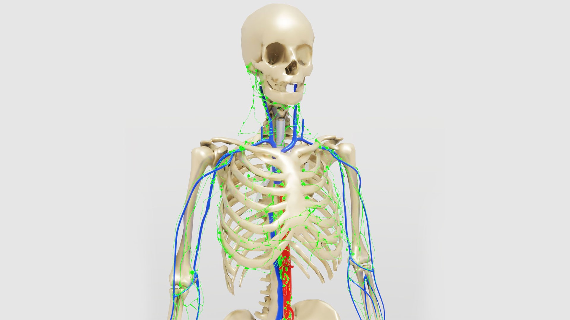 human lymphatic veins model https://p.turbosquid.com/ts-thumb/aZ/AWdVG5/st/preview03/jpg/1607004735/1920x1080/fit_q87/47b90d76756e688f32ddcf774f704728b610eb21/preview03.jpg