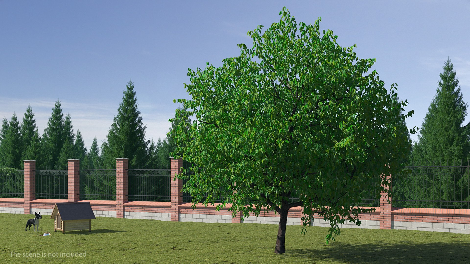 Cherry Tree 3D model preview