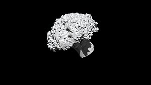broccoli  cut 3D CT scan model 5 decimate30percent 3D model