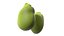 Broad bean