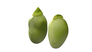 Broad bean 3D