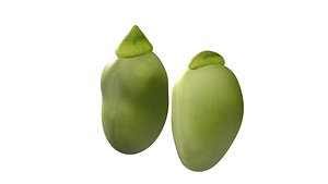 Broad bean