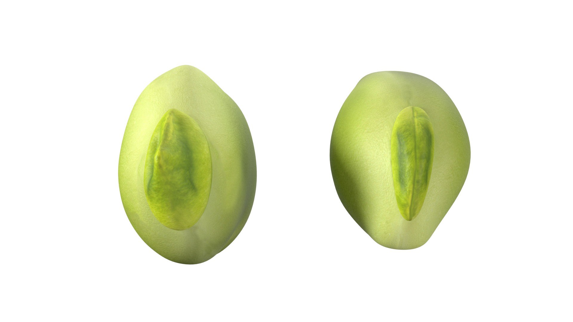 Broad bean 3D https://p.turbosquid.com/ts-thumb/aZ/RyOU5c/oU/4/jpg/1747140990/1920x1080/fit_q87/84c1f58814f844c152b11e3cedc3f8b955280c31/4.jpg