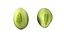 Broad bean