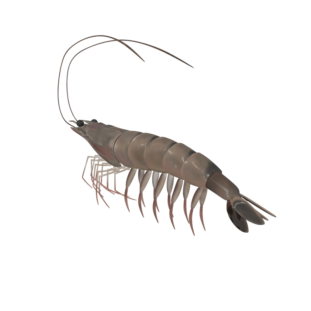3D shrimp seafood prawn model TurboSquid 1448781