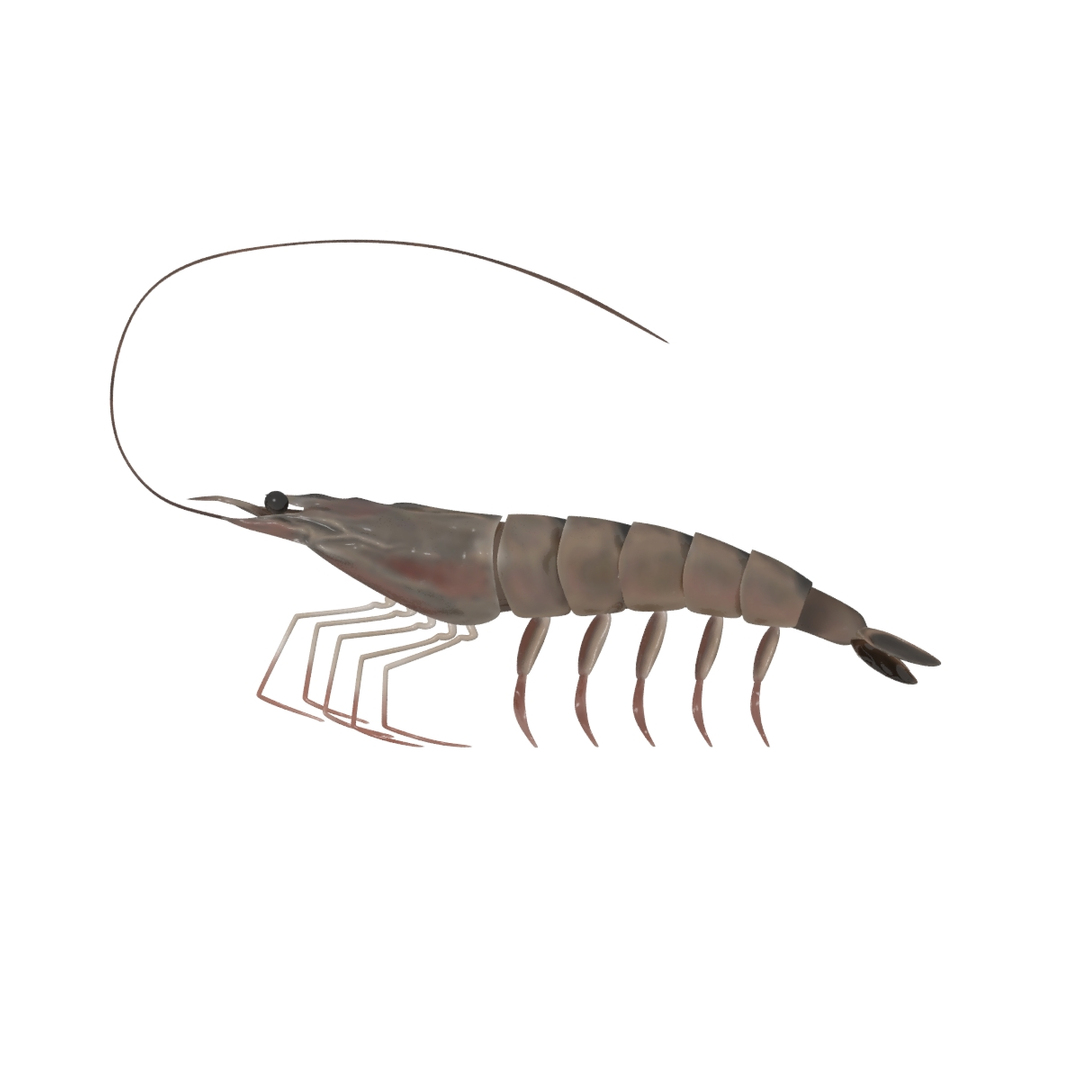 3D shrimp seafood prawn model TurboSquid 1448781