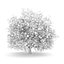 CGAxis Models Volume 28 Trees III C4D