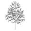 CGAxis Models Volume 28 Trees III C4D