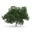 CGAxis Models Volume 28 Trees III C4D