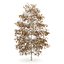 CGAxis Models Volume 28 Trees III C4D