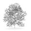 CGAxis Models Volume 28 Trees III C4D