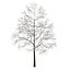 CGAxis Models Volume 28 Trees III C4D