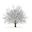 CGAxis Models Volume 28 Trees III C4D