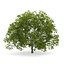 CGAxis Models Volume 28 Trees III C4D
