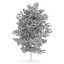 CGAxis Models Volume 28 Trees III C4D