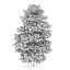 CGAxis Models Volume 28 Trees III C4D