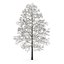 CGAxis Models Volume 28 Trees III C4D