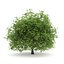 CGAxis Models Volume 28 Trees III C4D