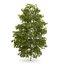 CGAxis Models Volume 28 Trees III C4D