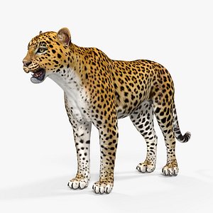 leopard 3D model