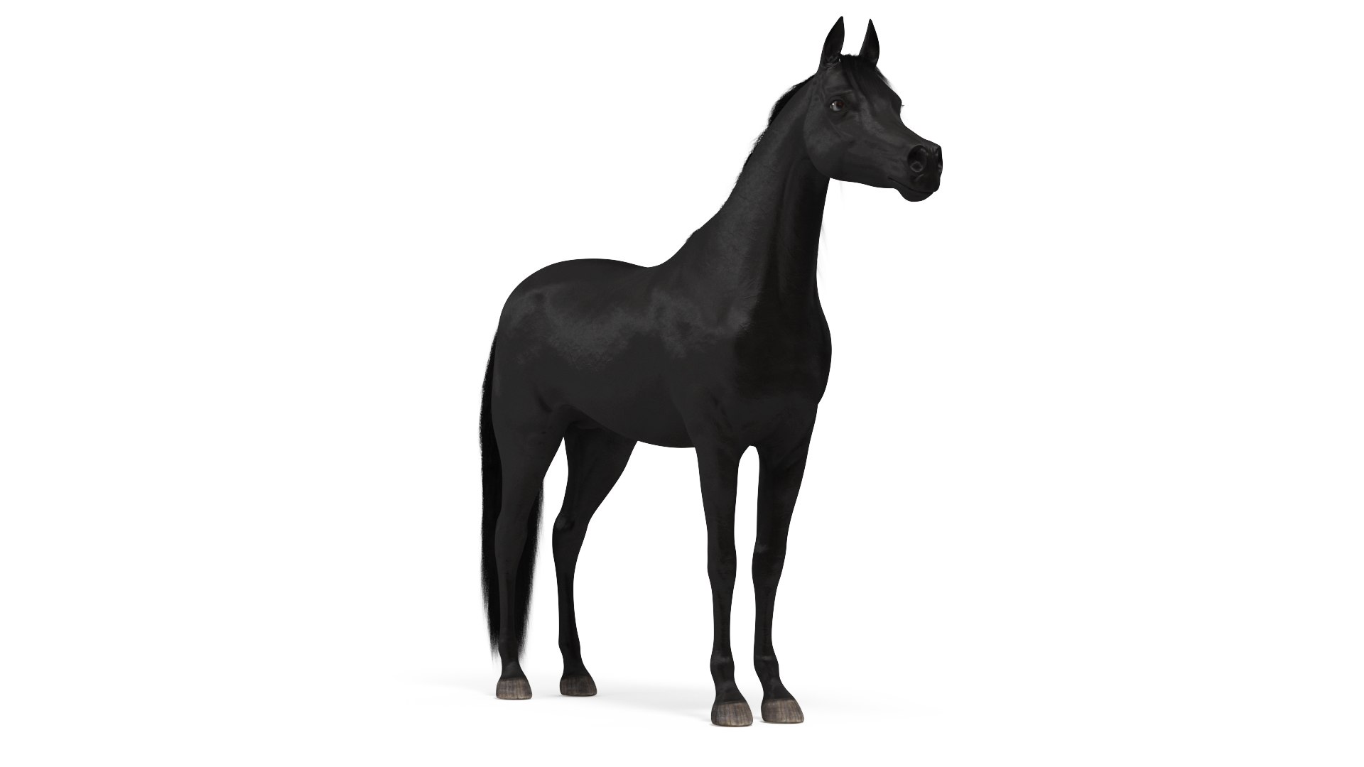 Arabian Horse Black Fur 3D model preview