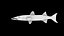 poisson barracuda