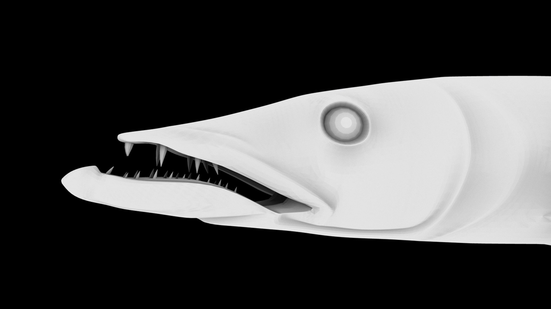 barracuda fish 3D model https://p.turbosquid.com/ts-thumb/aZ/o3puqU/4U/f6/jpg/1777566241/1920x1080/fit_q87/6d68d8d50e61456e43ad01b709c0572a8084f4d1/f6.jpg