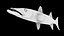 poisson barracuda