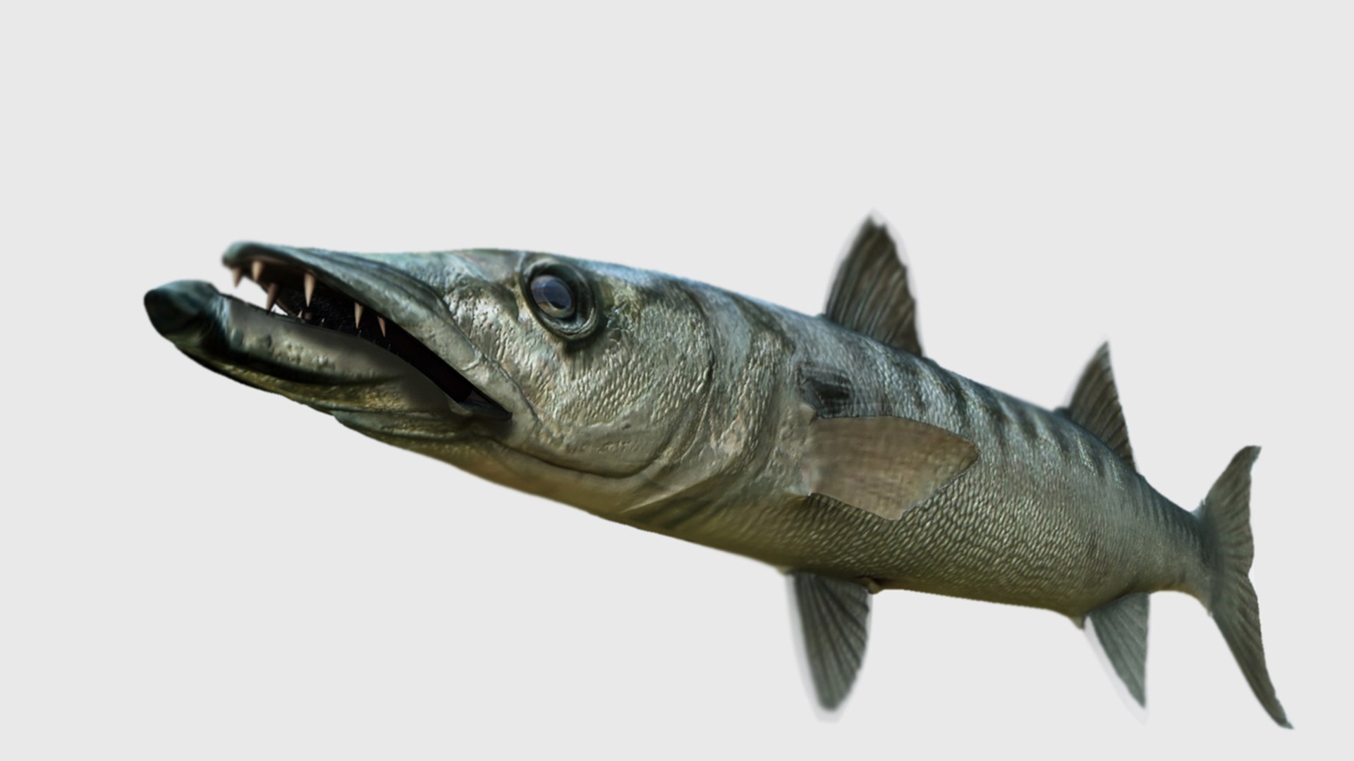 barracuda fish 3D model https://p.turbosquid.com/ts-thumb/aZ/o3puqU/7B/f2/jpg/1777566239/1920x1080/fit_q87/de561cde5d293a6b02c875cfc6305ea0860299e1/f2.jpg