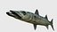 poisson barracuda