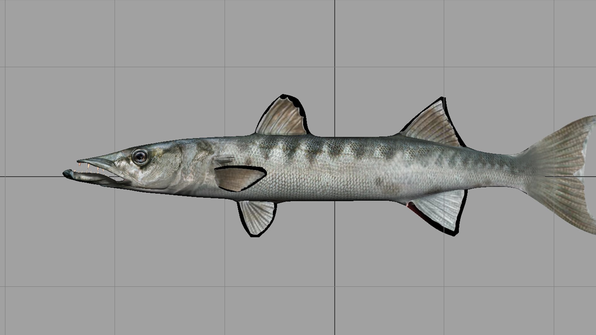 barracuda fish 3D model https://p.turbosquid.com/ts-thumb/aZ/o3puqU/EN/f9/jpg/1777566242/1920x1080/fit_q87/136c06b95bf6c020f4a88a64683b1075962cf4aa/f9.jpg
