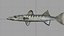 poisson barracuda