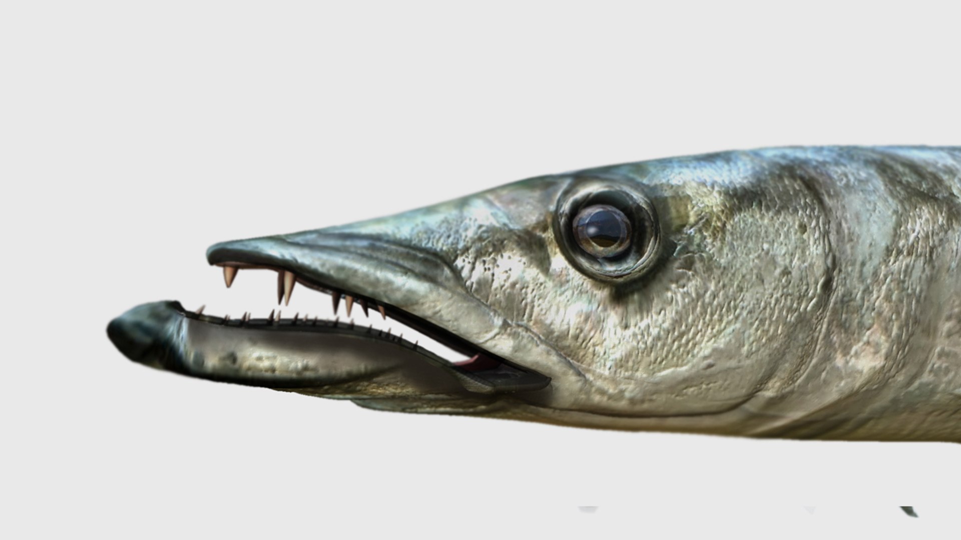 barracuda fish 3D model https://p.turbosquid.com/ts-thumb/aZ/o3puqU/IJ/f3/jpg/1777566240/1920x1080/fit_q87/564bdb54e83065837e25005f0a3b1d98fc229890/f3.jpg