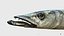 poisson barracuda