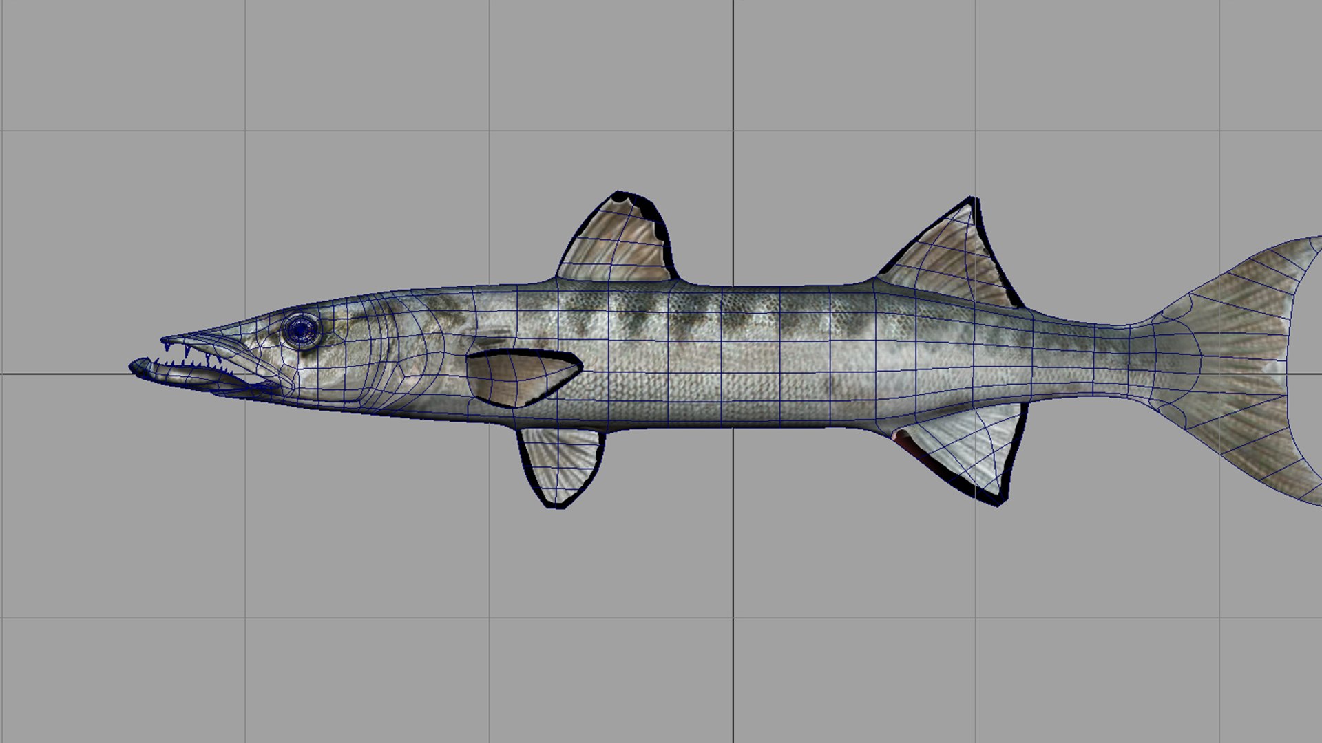 barracuda fish 3D model https://p.turbosquid.com/ts-thumb/aZ/o3puqU/QY/f10/jpg/1777566244/1920x1080/fit_q87/d0573f146a2a56488e1a7c95312369178833db86/f10.jpg