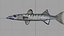 poisson barracuda