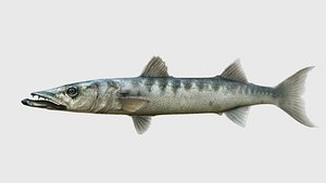 barracuda fish 3D model