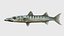 poisson barracuda