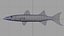 poisson barracuda