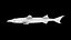 poisson barracuda