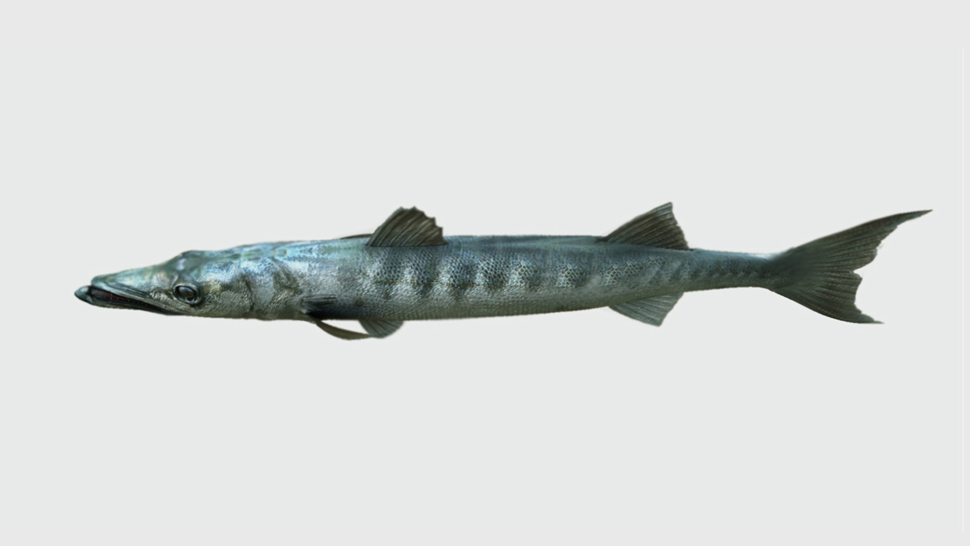 barracuda fish 3D model https://p.turbosquid.com/ts-thumb/aZ/o3puqU/oc/f4/jpg/1777566240/1920x1080/fit_q87/561fc179526e917fc43bcbc44fa9bb108e5b7461/f4.jpg