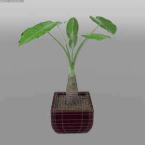 Alocasia Calidora Plant_012