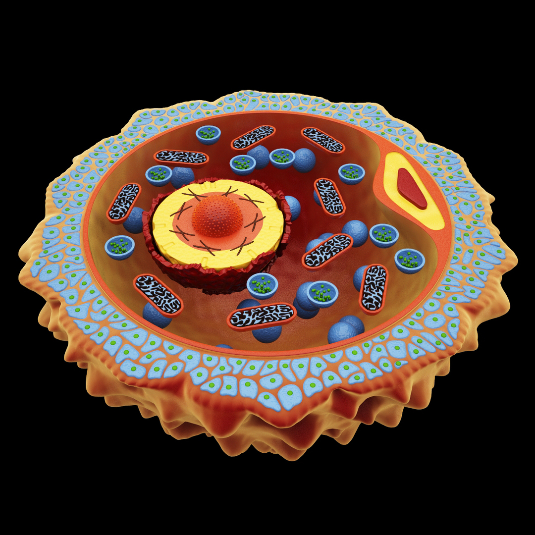 3D Microscopy Cells _ Microscopy in 3D: a biologist’s toolbox – JGLXES