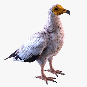Egyptian vulture Neophron percnopterus
