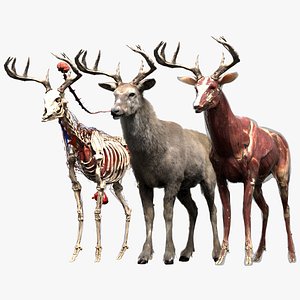 Deer Anatomy
