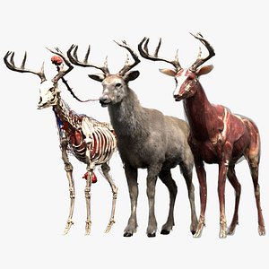 Deer Anatomy
