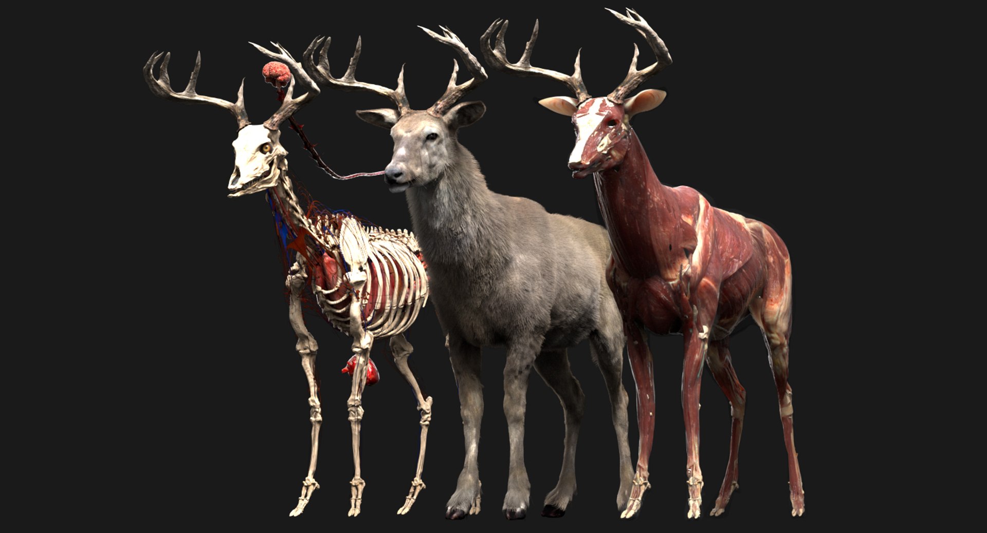 tail 3D model https://p.turbosquid.com/ts-thumb/aa/xBhBVP/y4RdovLa/deer/jpg/1552962433/1920x1080/fit_q87/726109f30416bc1c03a38337daf9d2254423cbae/deer.jpg