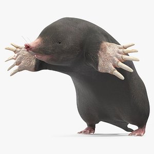 Mole Animal