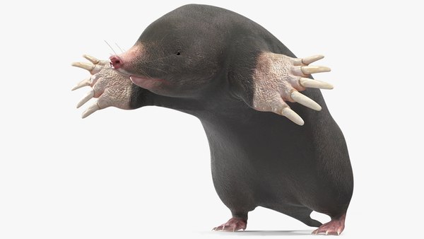 モグラ動物3Dモデル - TurboSquid 2228023