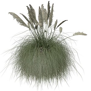 Pampas Grass - 02 - 3D model